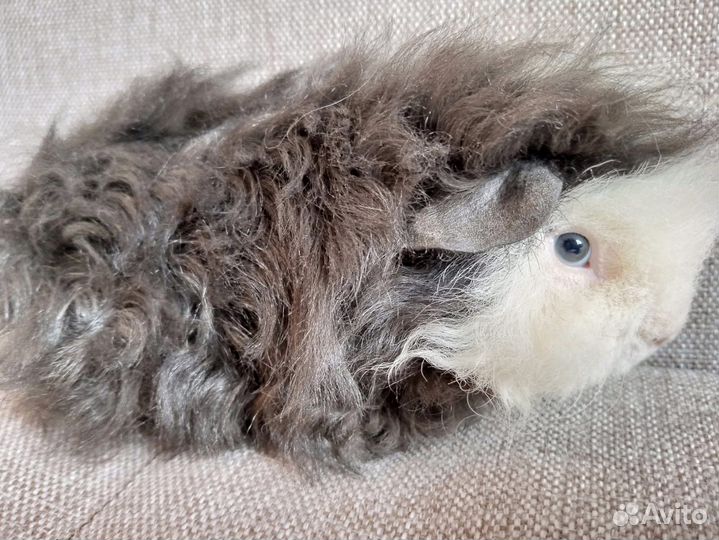 Морские свинки альпаки