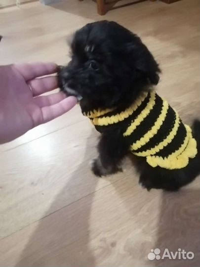 Одежда для собак