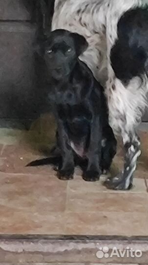 Щенки -демоны