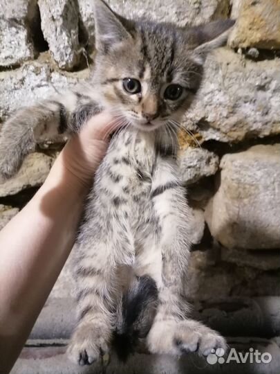Котята Метисы Британец.Бенгальские