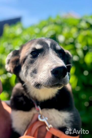 Щенок мальчик Барон 4 мес ищет дом