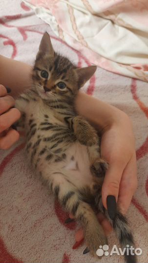 Котенок - кот