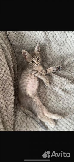 Отдается котик в самые добрые руки