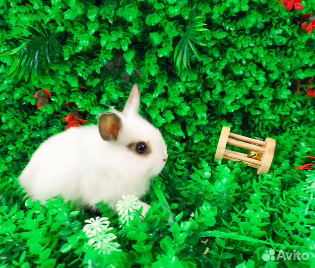 Мини карликовый кролик - львиный милаш