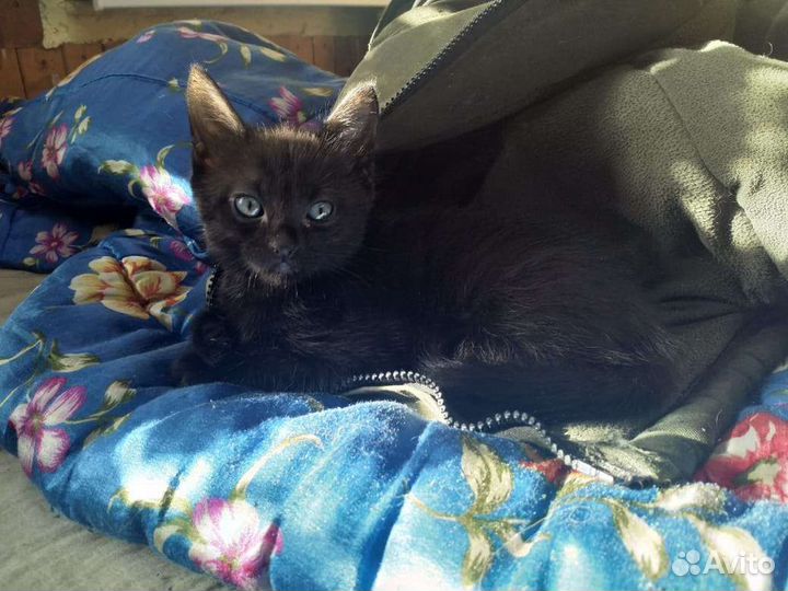 Кошки мейн-кун