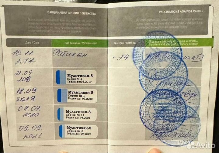 Собака немецкая овчарка в добрые руки