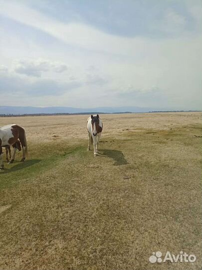 Кобыла 3 года
