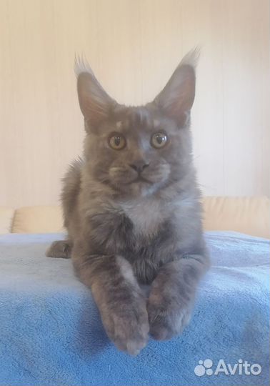 Мейн кун мальчик ns