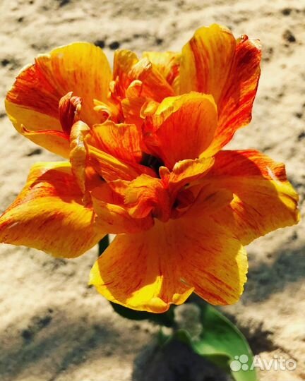 Тюльпаны, Нарциссы, Гиацинт, Пролеска, Пушкиния