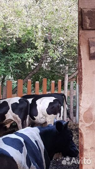 Телка 1.5 года