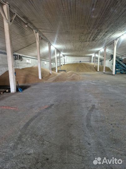 Ячмень,пшеница