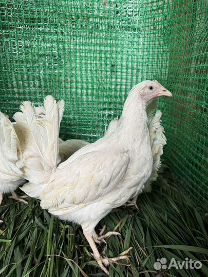 Куры несушки