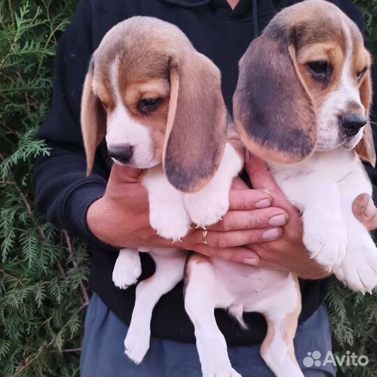 Щенки бигль