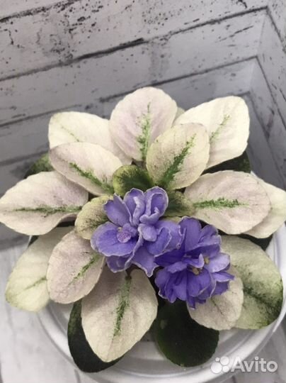 Сортовые фиалки