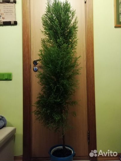 Кипарисовик