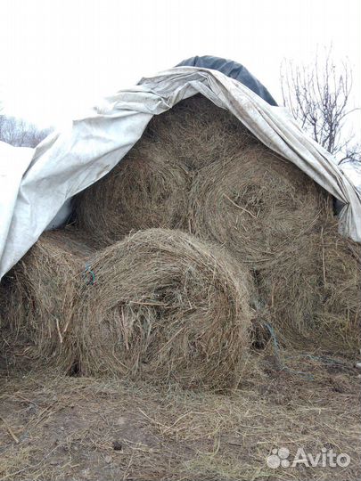 Продам сено в тюках
