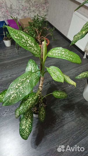 Диффенбахия