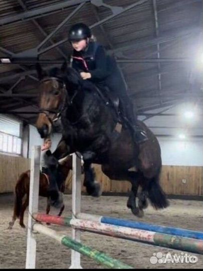 Конкурный мерин. Готовим документы на переезд