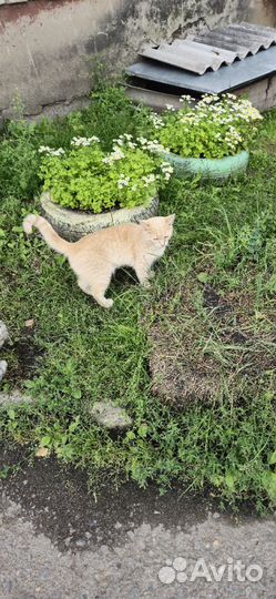 Отдам рыжего котика-подростка