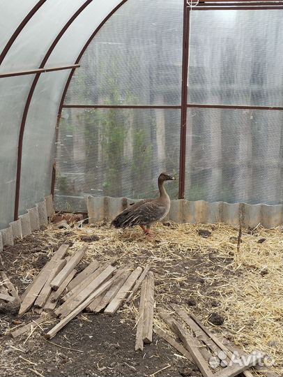 Дикий гусь гуменик