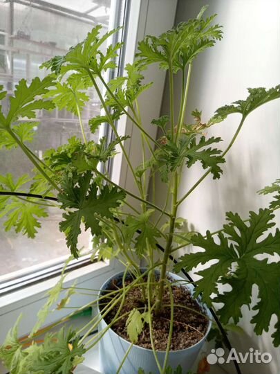 Пеларгония герань