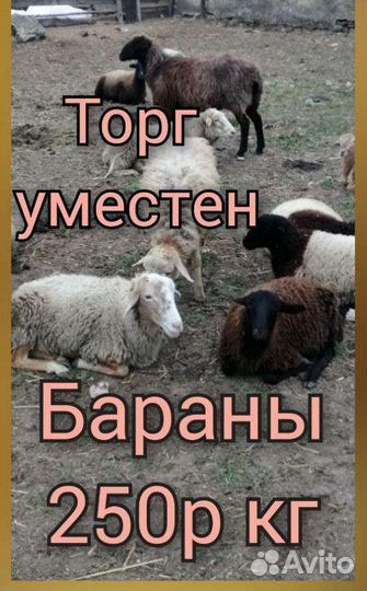 Барашки