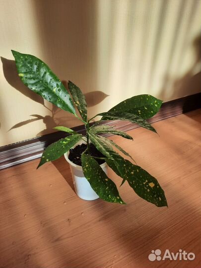 Кротон пёстрый