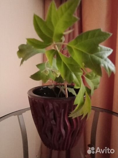 Комнатные цветы