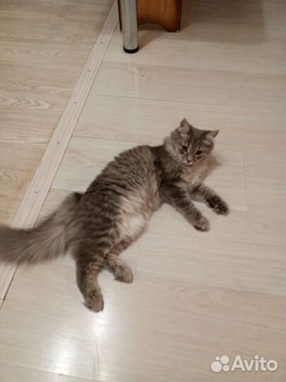 Котёнок 5 мес. К лотку приучена