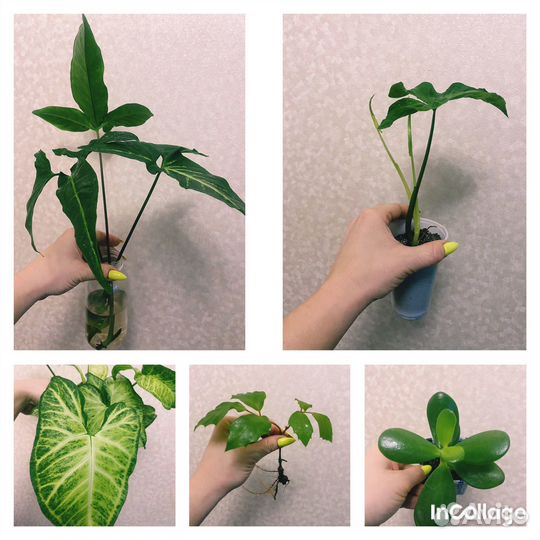Комнатные цветы