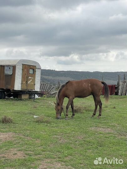 Кобыла и жеребец