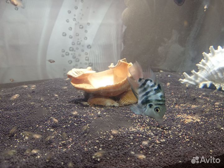 Сапфировый и Голубой попугаи