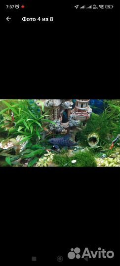 Сомы крупные