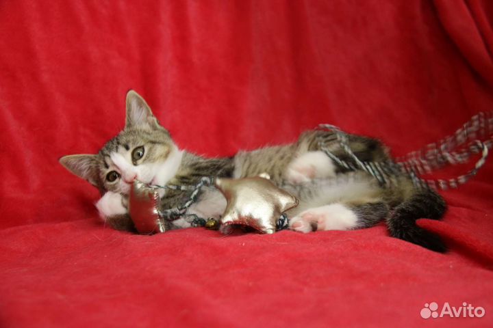 Котенок Алиса в добрые руки