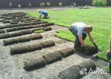 Укладка газона