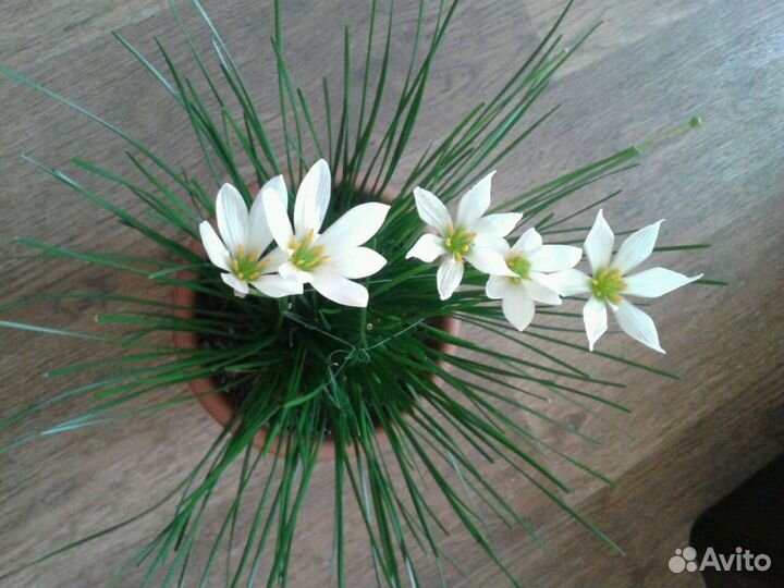 Продам отростки зефирантеса