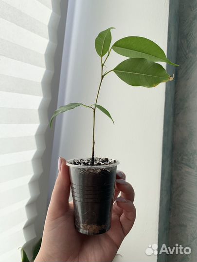 Фикус бенджамина