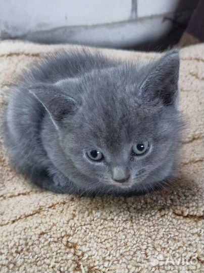 Котенок шотландский мальчик