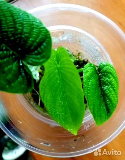 Филодендрон - Линханони Philodendron Iynnhannoniae