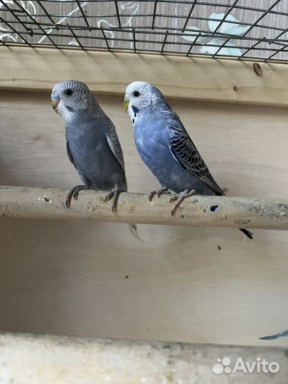 Волнистые попугаи