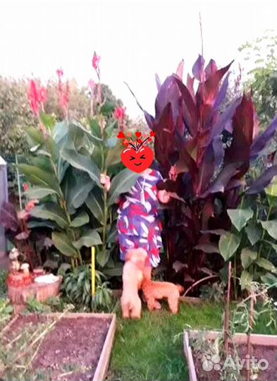 Канны высокорослые