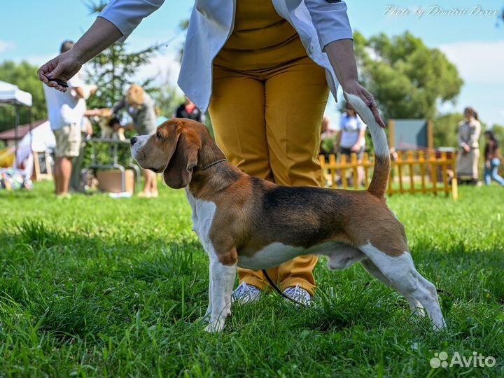 Бигль вязка