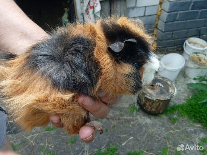 Морские Свинки
