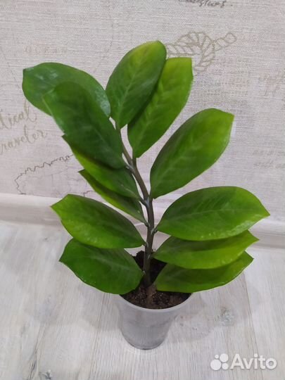 Замиокулькас