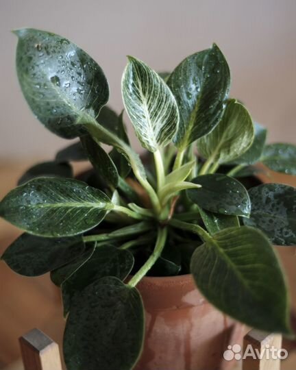 Комнатные растения / Филодендроны