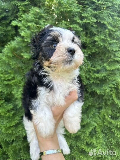 Бивер мальчик