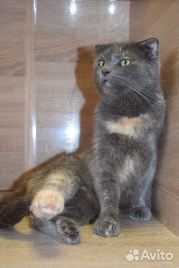 Кошка Килька ищет дом