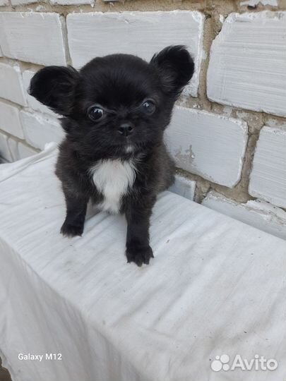 Чихуахуа девочка