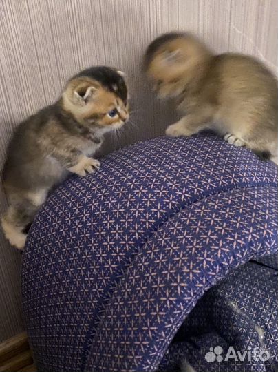 Британские котята