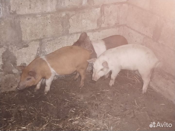 Поросенок ландрас